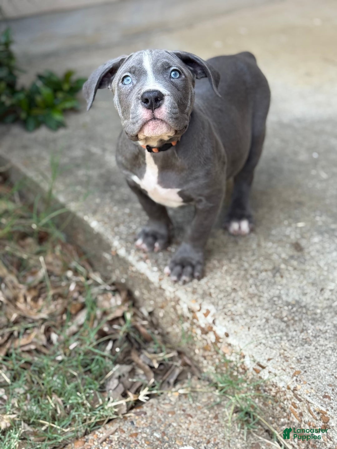 American Bully dogs for sale: Ivy - Ad 16