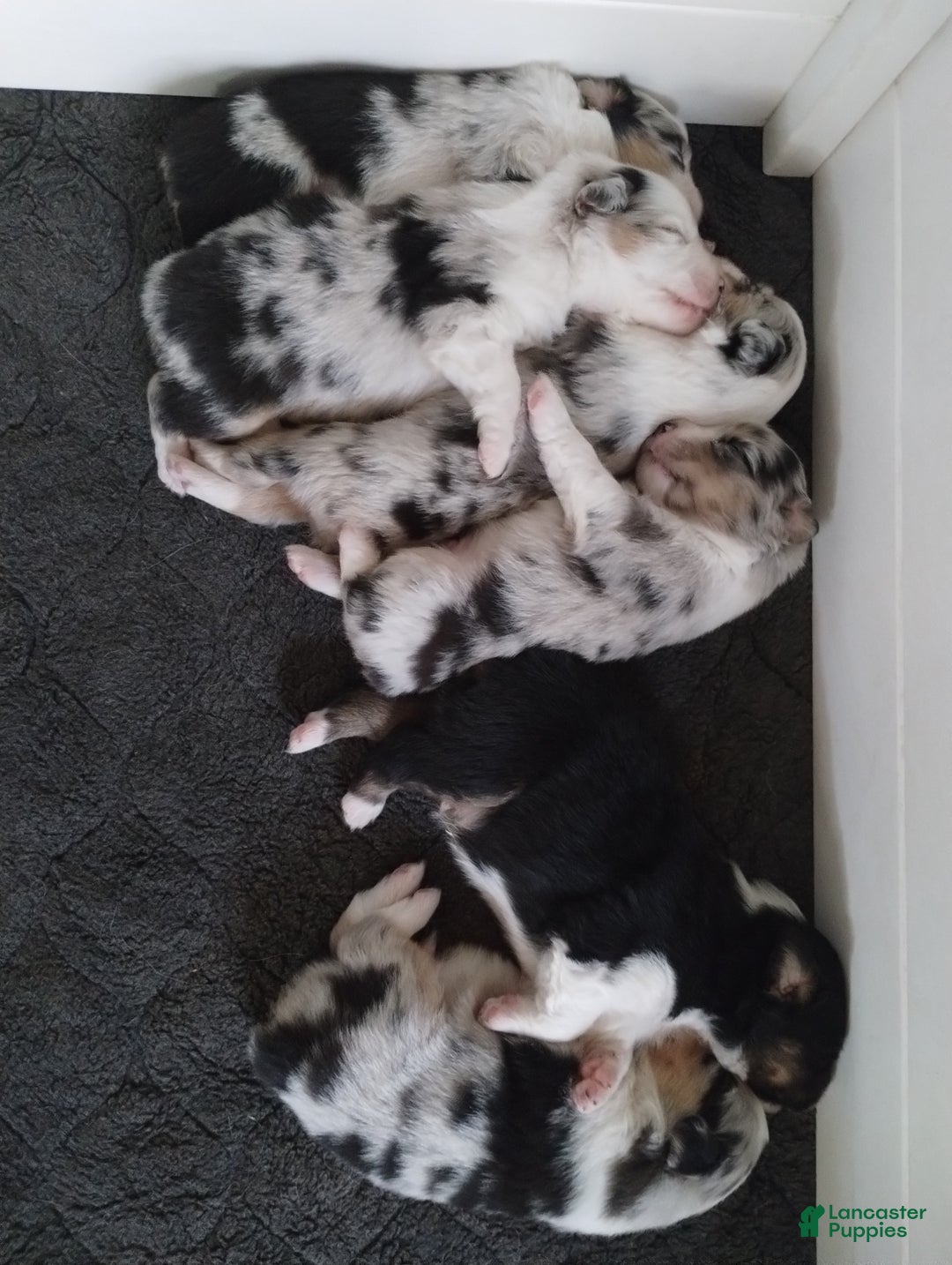 Miniature Australian Shepherd dogs for sale: Nickel - Ad 14