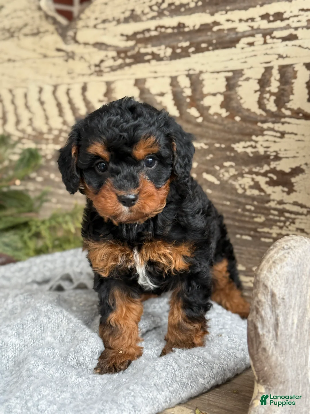 Mixed Breed dogs for sale: Barkley - Ad 1