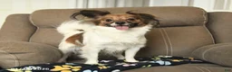 Papillon dogs for sale: Lovebug - Ad 3
