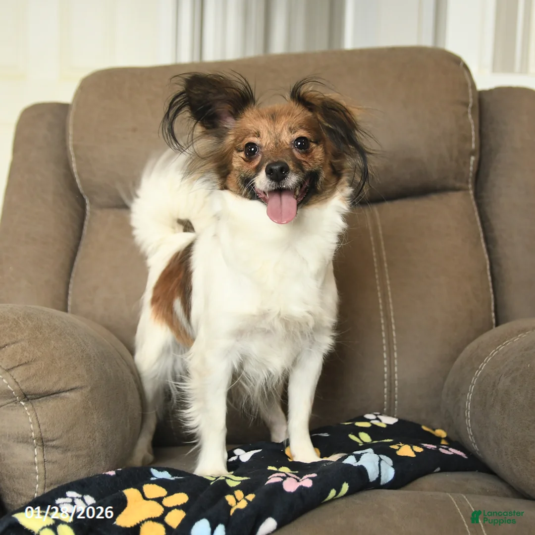 Papillon dogs for sale: Lovebug - Ad 3