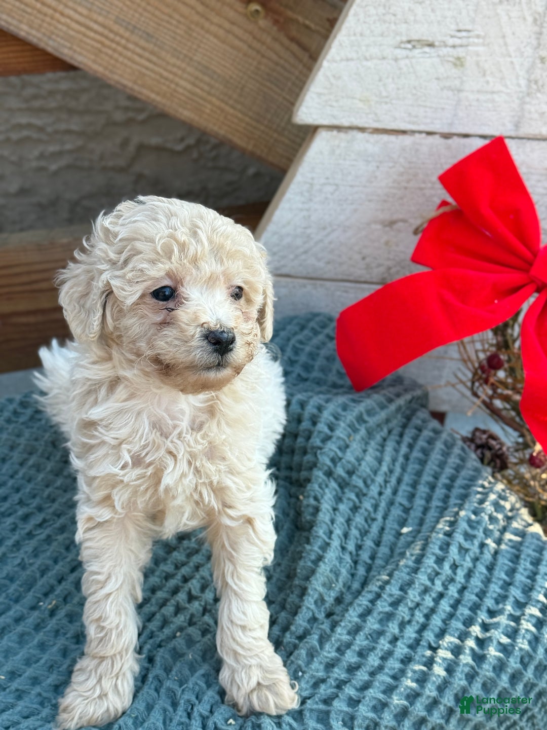 Bichpoo dogs for sale: Luca - Ad 4