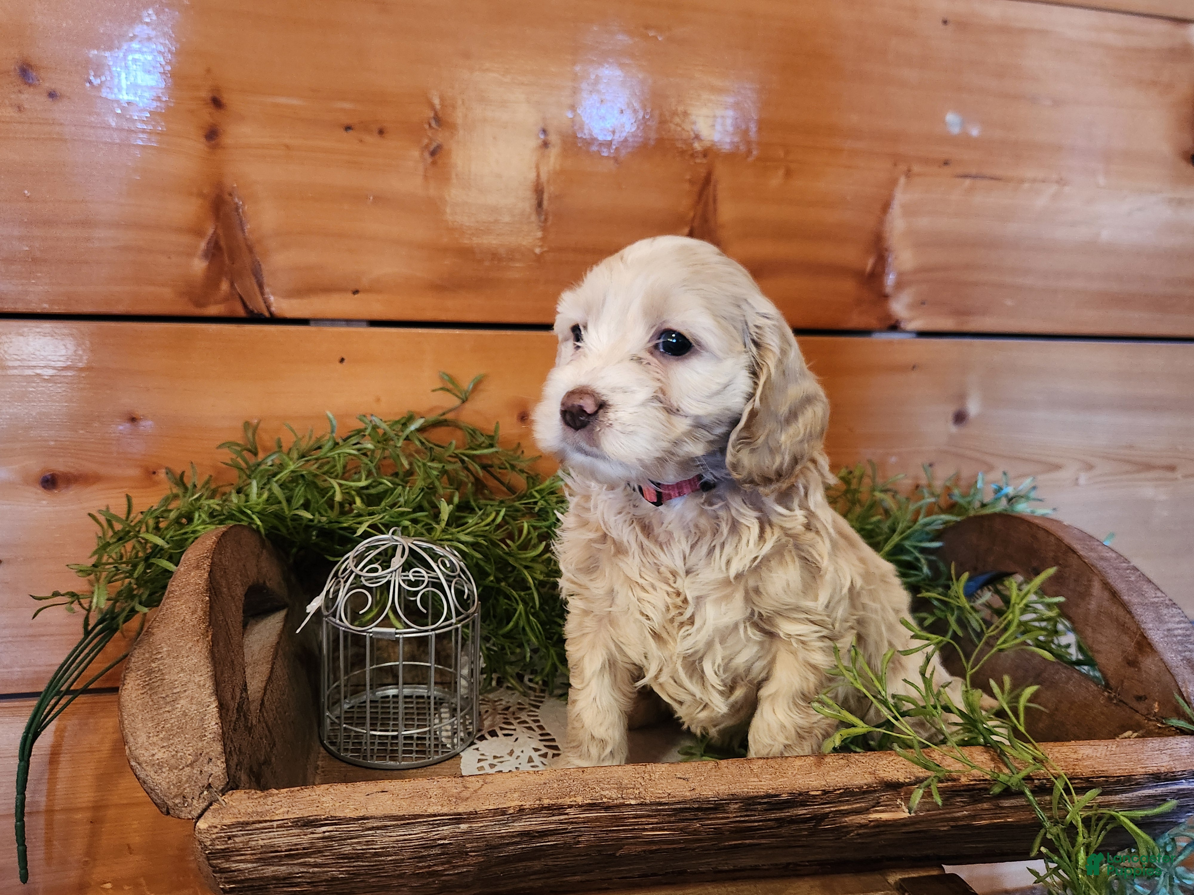 Mixed Breed dogs Lacey - Ad 2