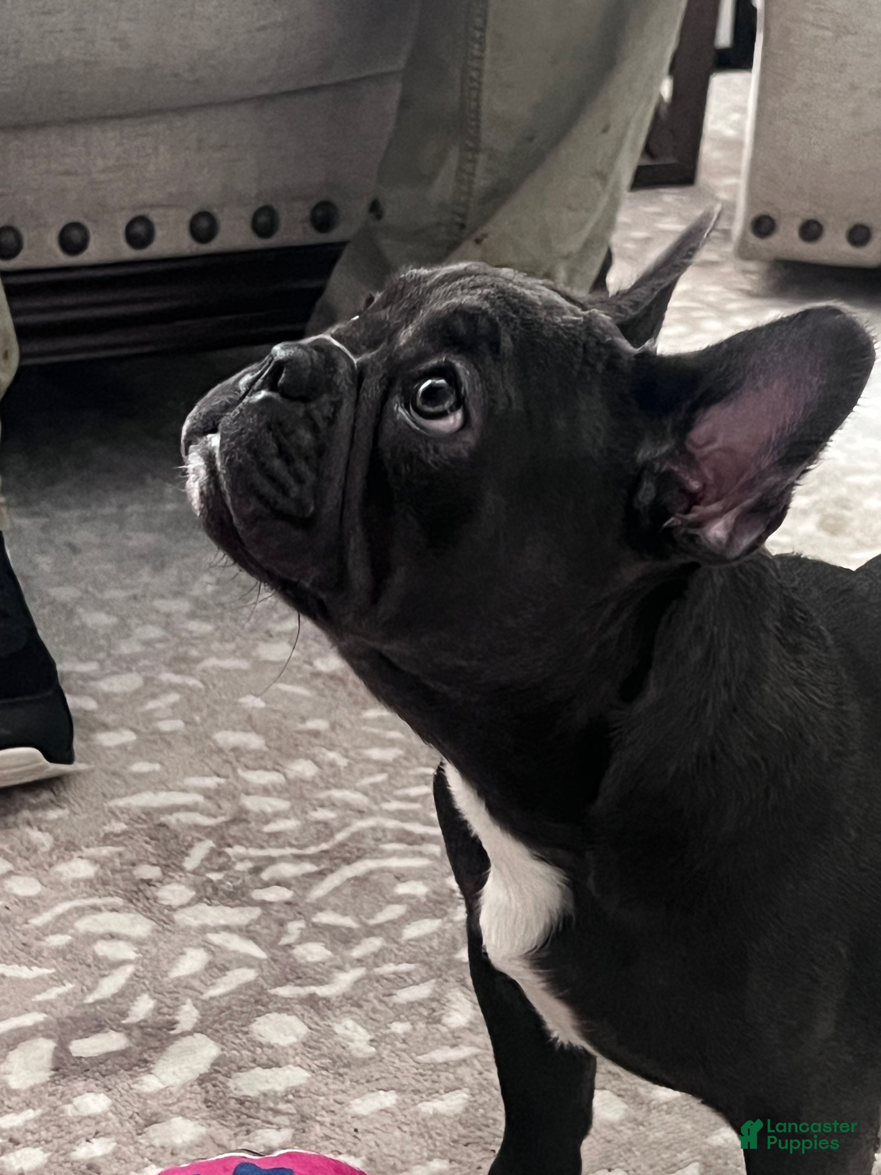 French Bulldog dogs MISO - Ad 8