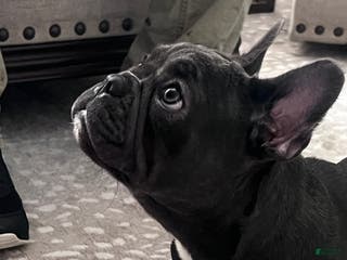 French Bulldog dogs MISO - Ad 8