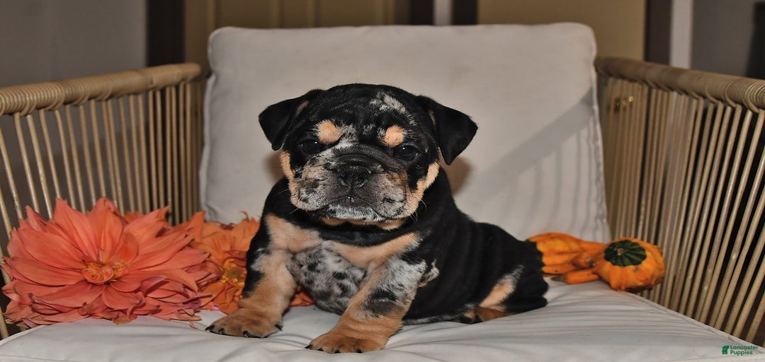 Gallery Image {{count}}