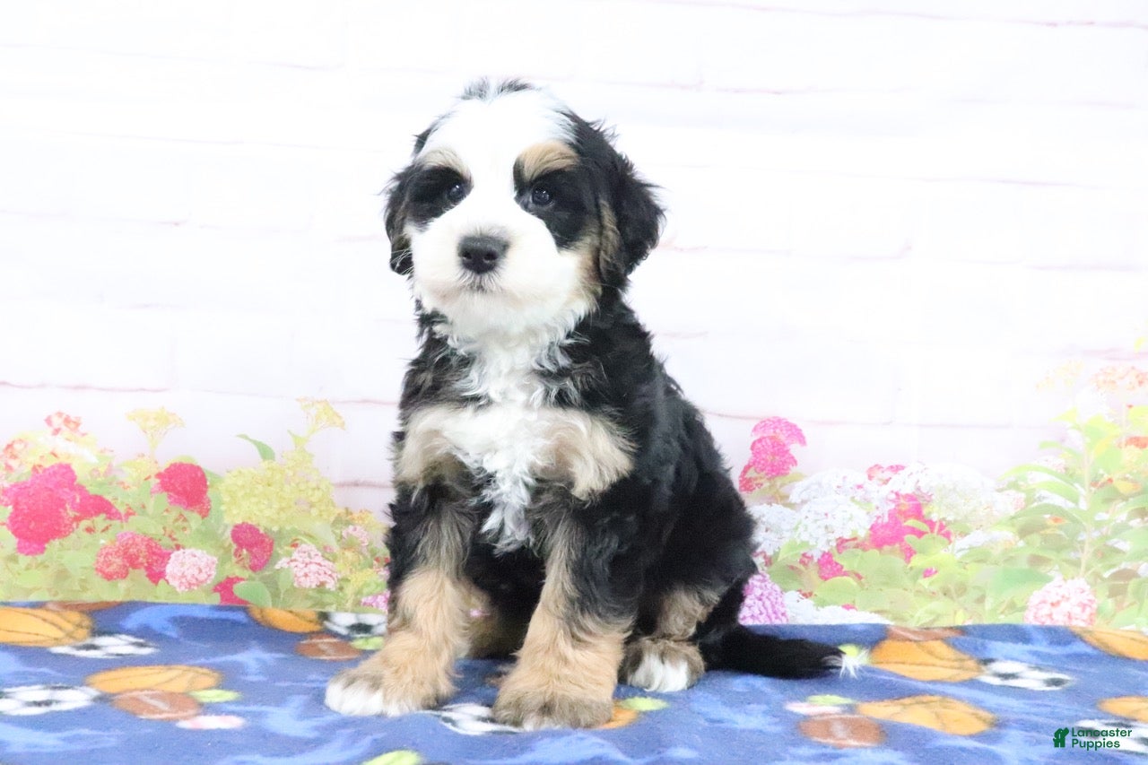 Mini Bernedoodle dogs Leo - Ad 1
