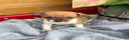 Chihuahua dogs for sale: Cole - Ad 10