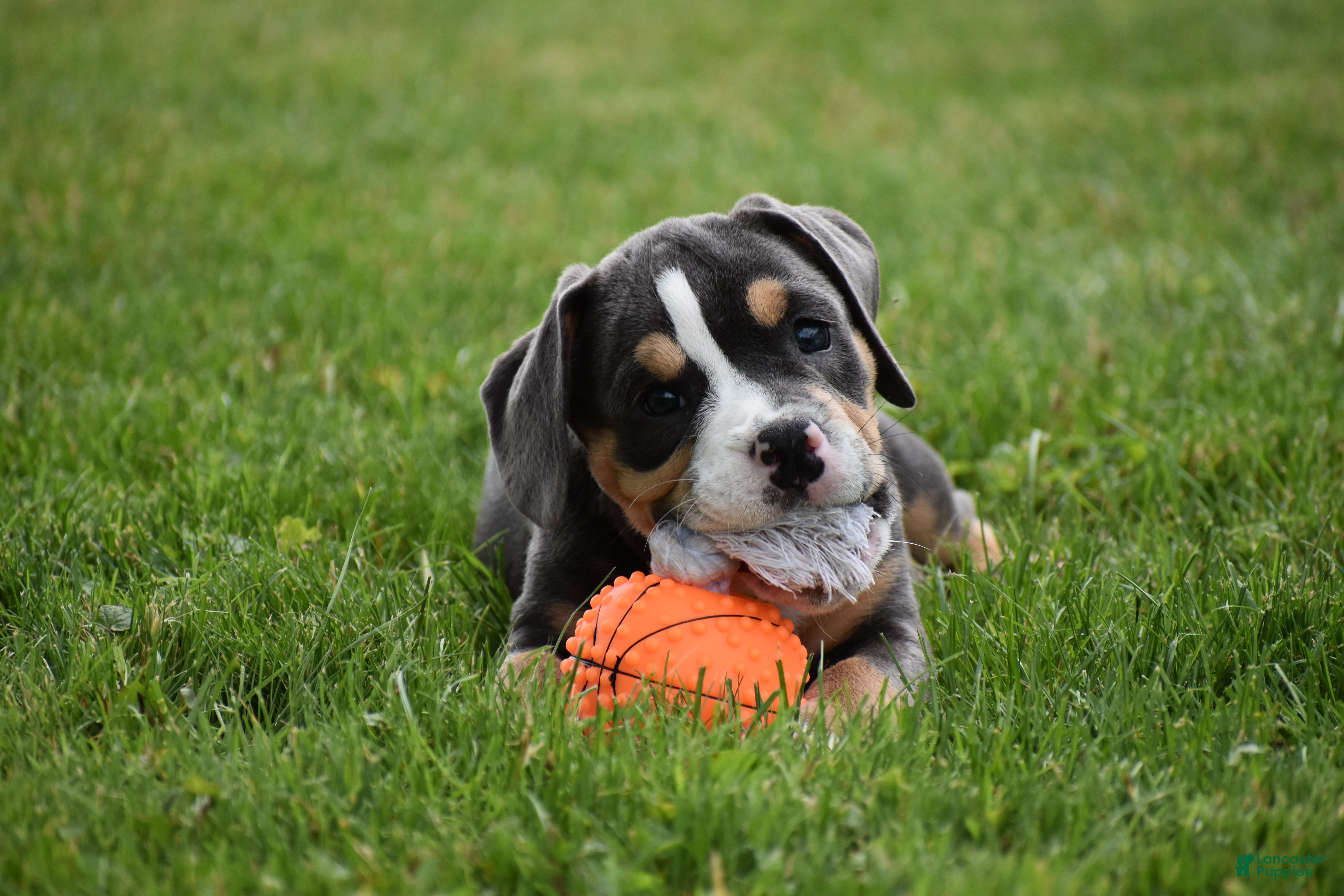 Beabull dogs Blossom - Ad 2