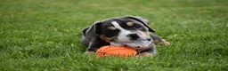 Beabull dogs for sale: Blossom - Ad 2