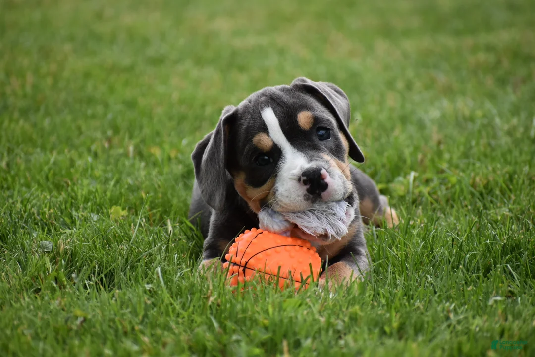 Beabull dogs for sale: Blossom - Ad 2