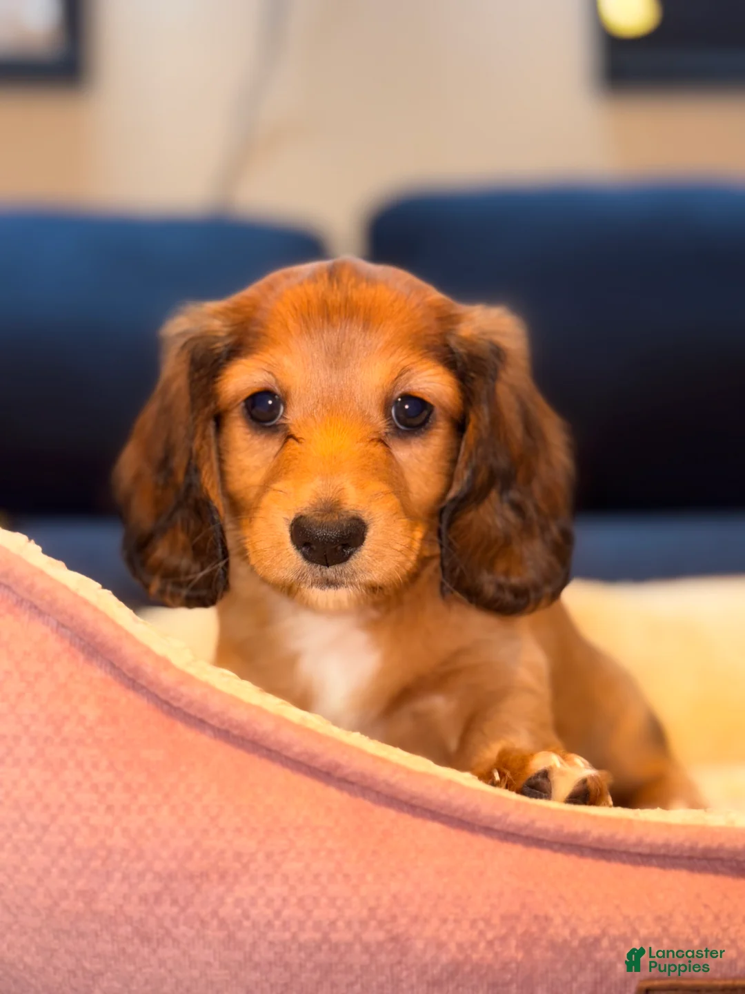 Miniature Dachshund dogs for sale: Willy - Ad 1
