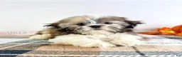 Shih Tzu dogs for sale: AKC Bentley - Ad 6