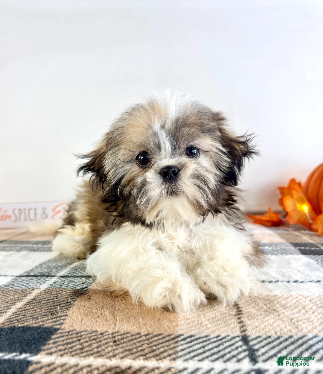 Shih Tzu dogs for sale: AKC Bentley - Ad 6