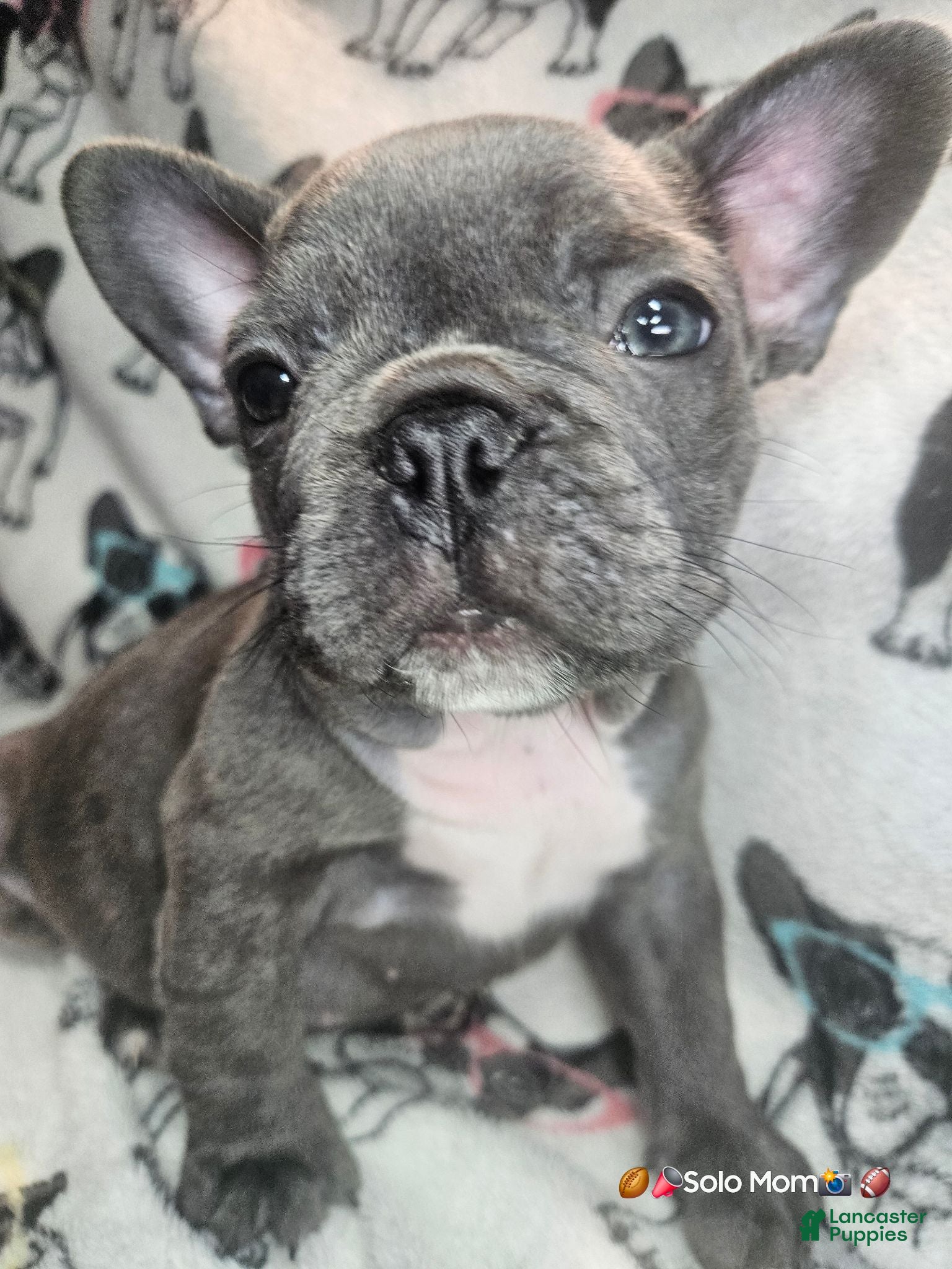 French Bulldog dogs Keyshia Cole Female Blue Reverse Brindle  - Ad 1