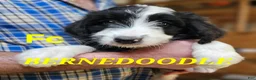 Bernedoodle dogs for sale: Bernedoodle  - Ad 11