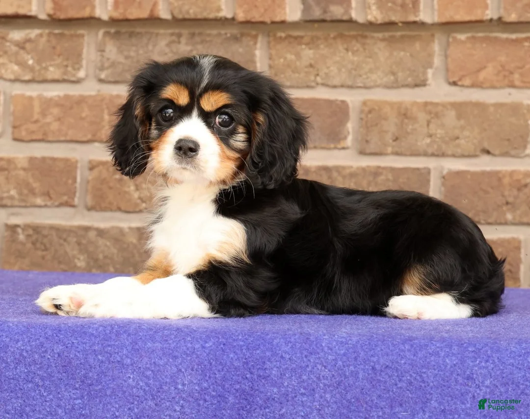 Cavalier King Charles Spaniel dogs for sale: Sophie - Ad 2