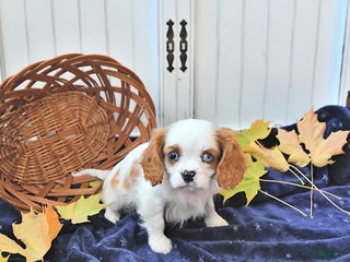 Cavalier King Charles Spaniel dogs - Ad 35
