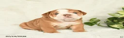 English Bulldog dogs for sale: Taser - Ad 5