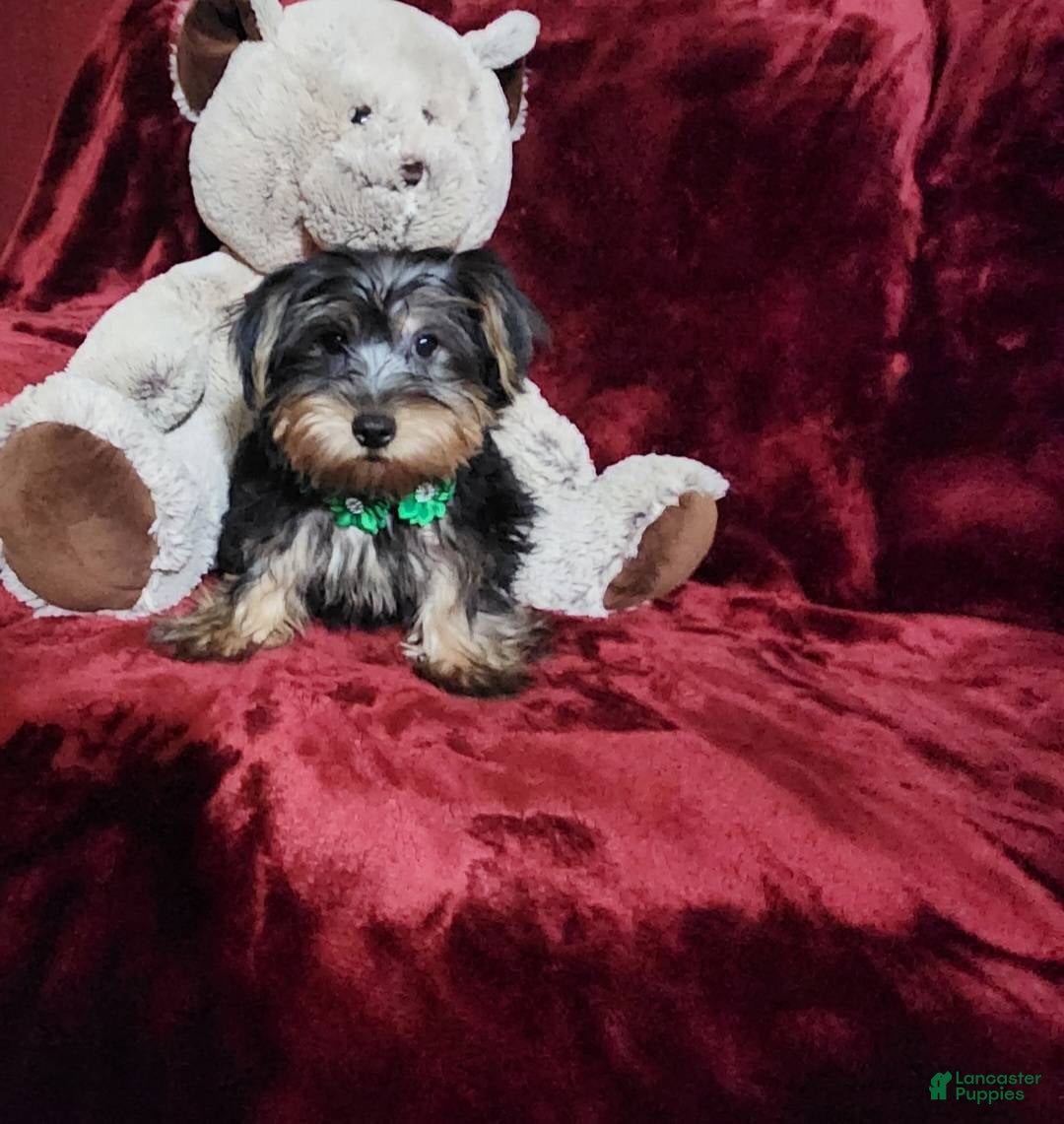 Yorkshire Terrier dogs for sale: BRODY - Ad 6