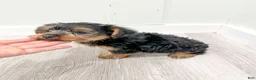 Yorkshire Terrier dogs for sale: Isaac - Ad 6