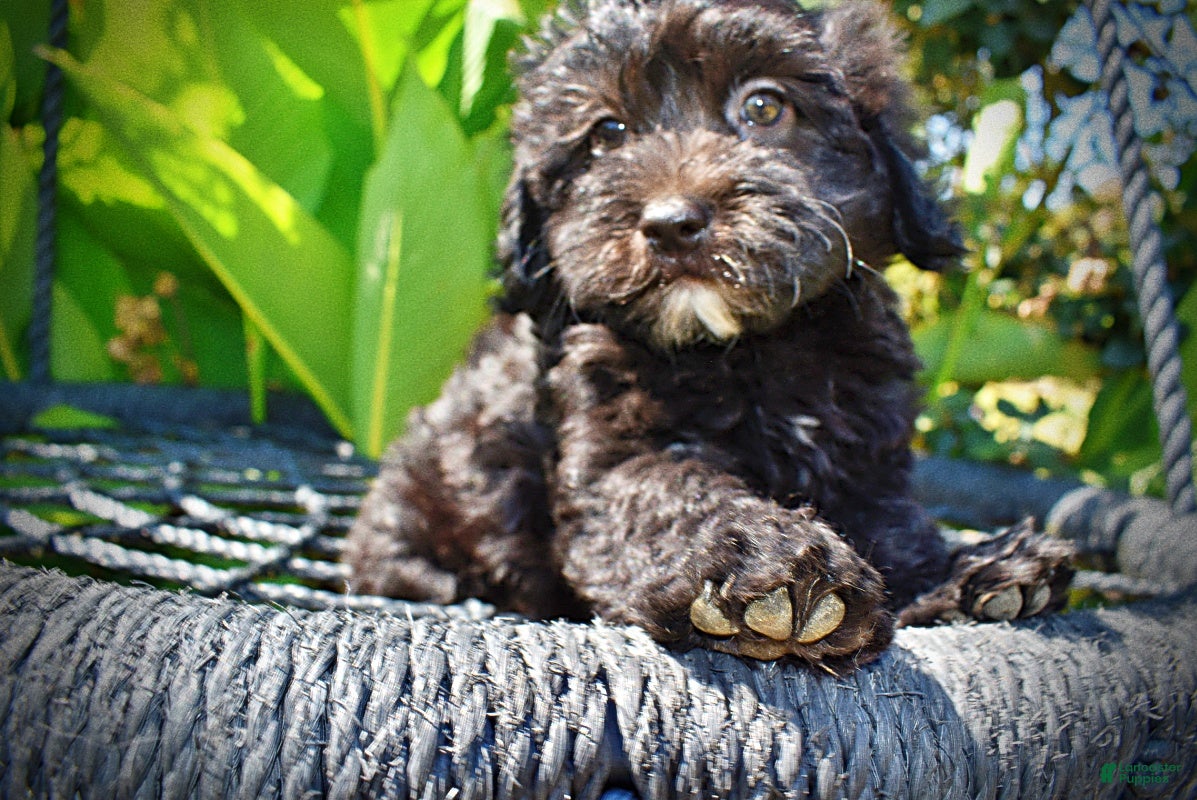 Havapoo dogs Isabella - Ad 2