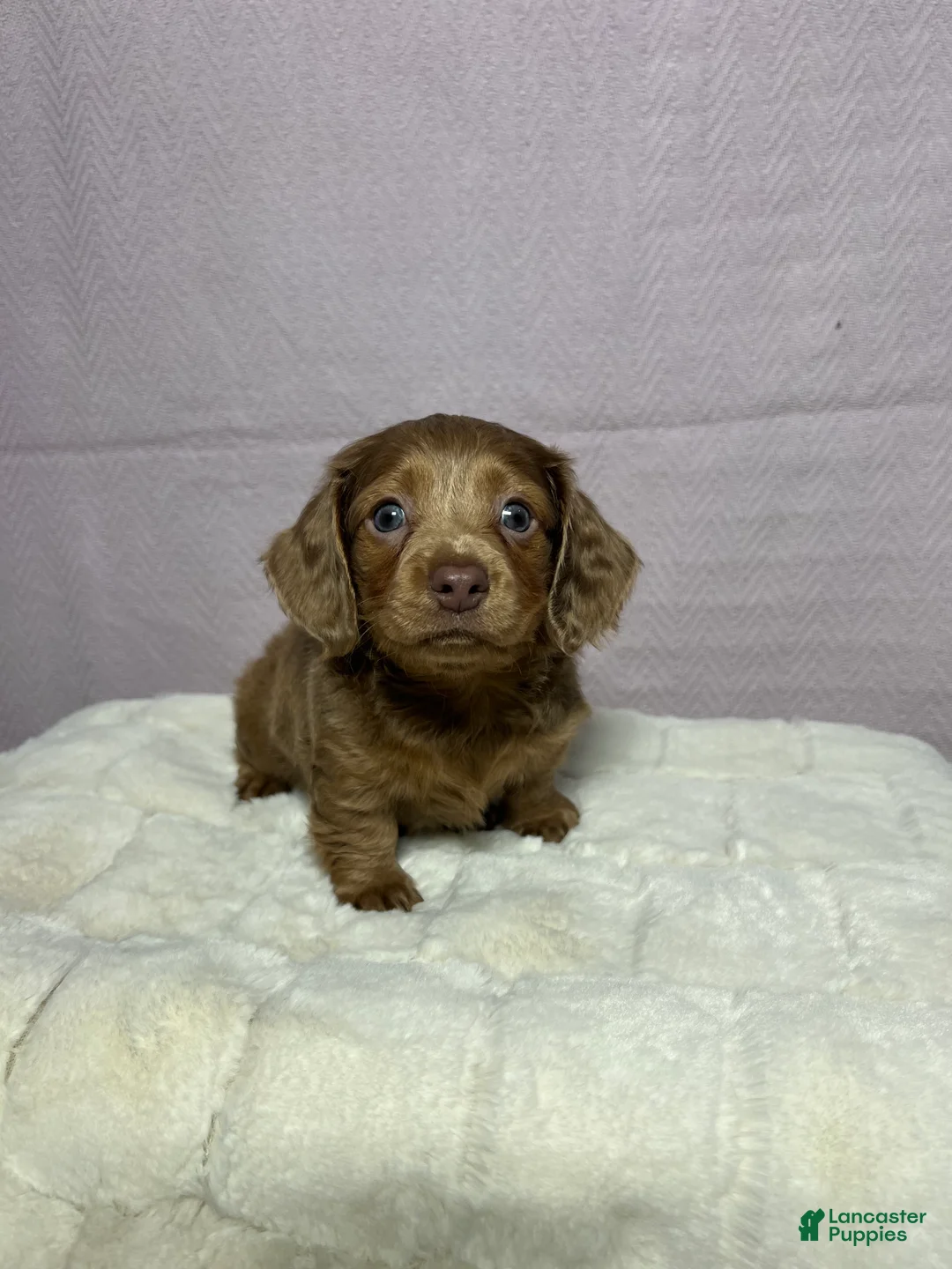Miniature Dachshund dogs for sale: Miniature Dachshund Puppy 4 - Ad 3