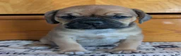 Puggle dogs for sale: Kati - Ad 15