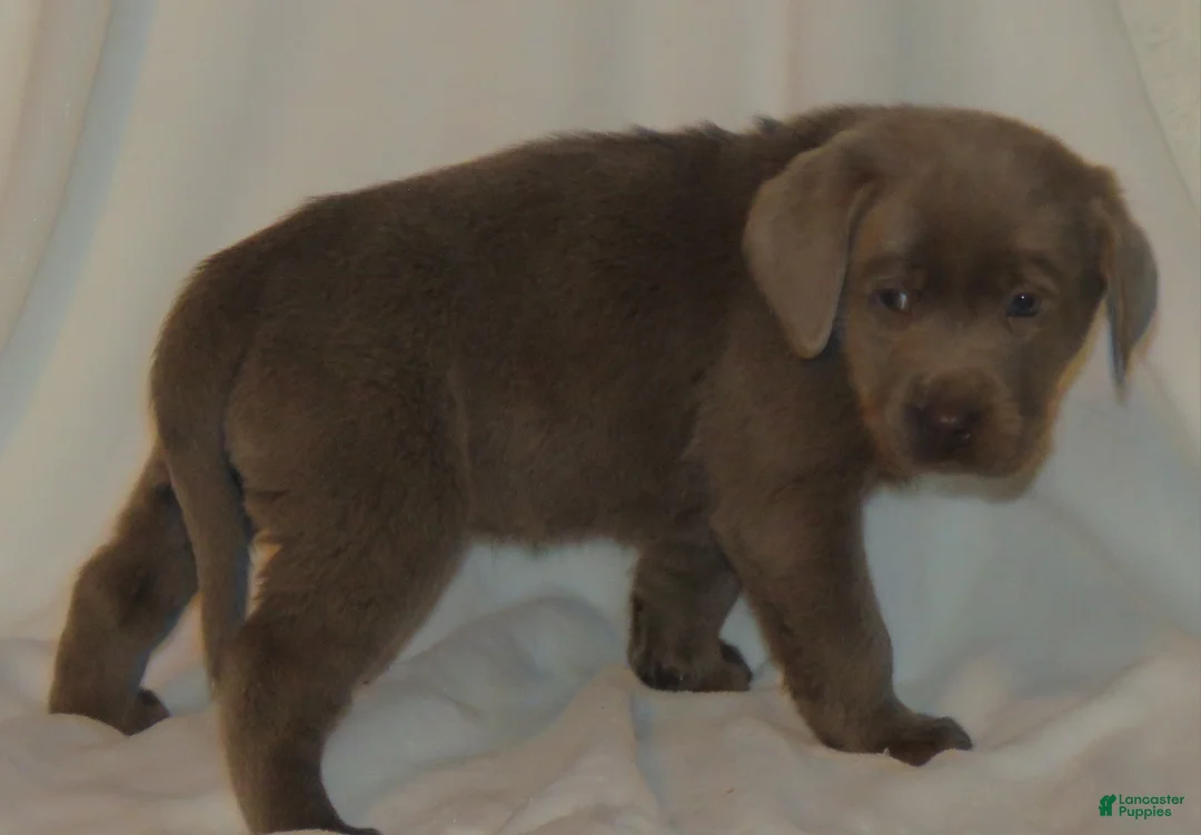 Labrador Retriever dogs for sale: Miles - Ad 6