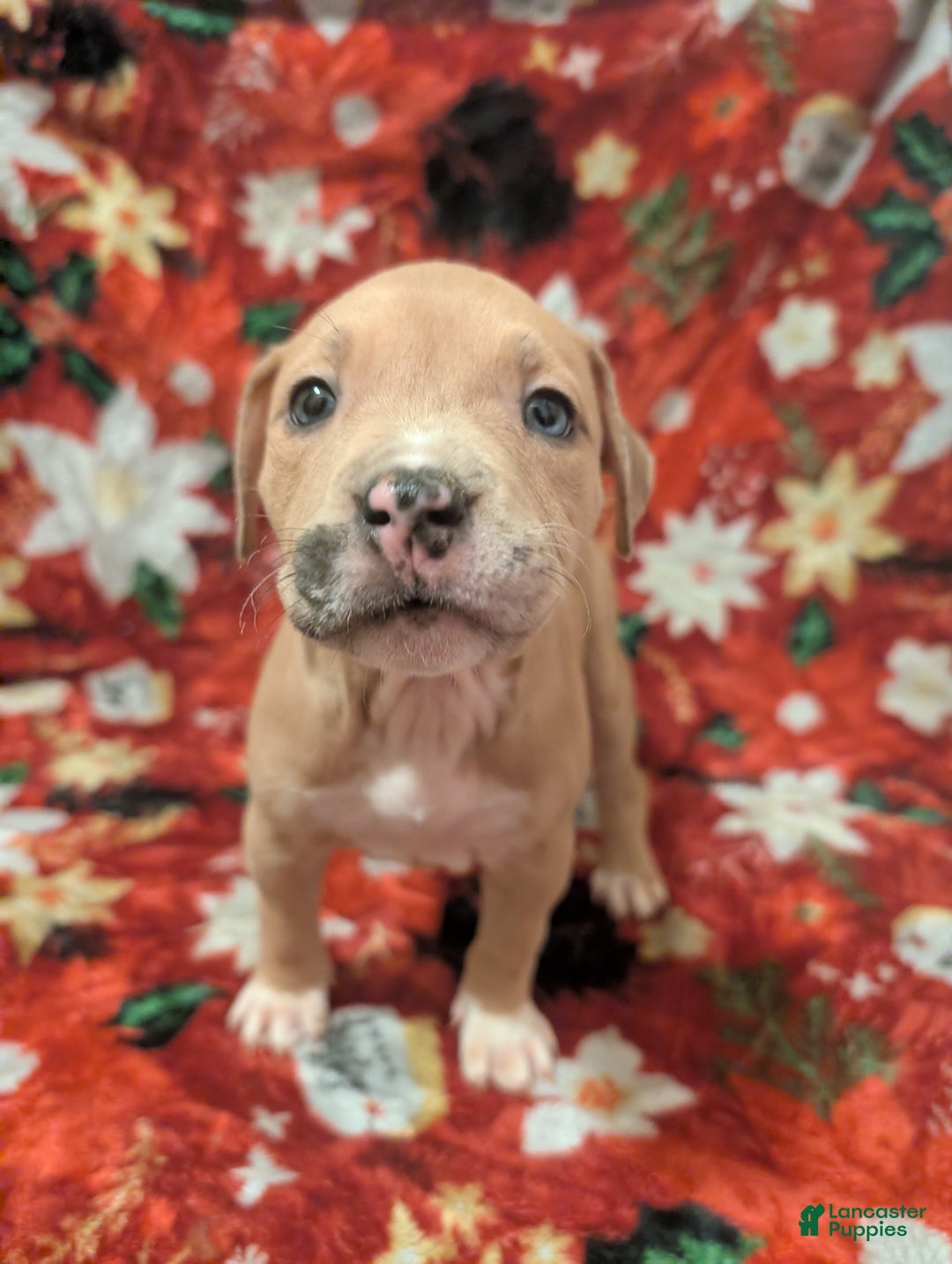 American Bully dogs for sale: American Bully Puppy 8 - Ad 1