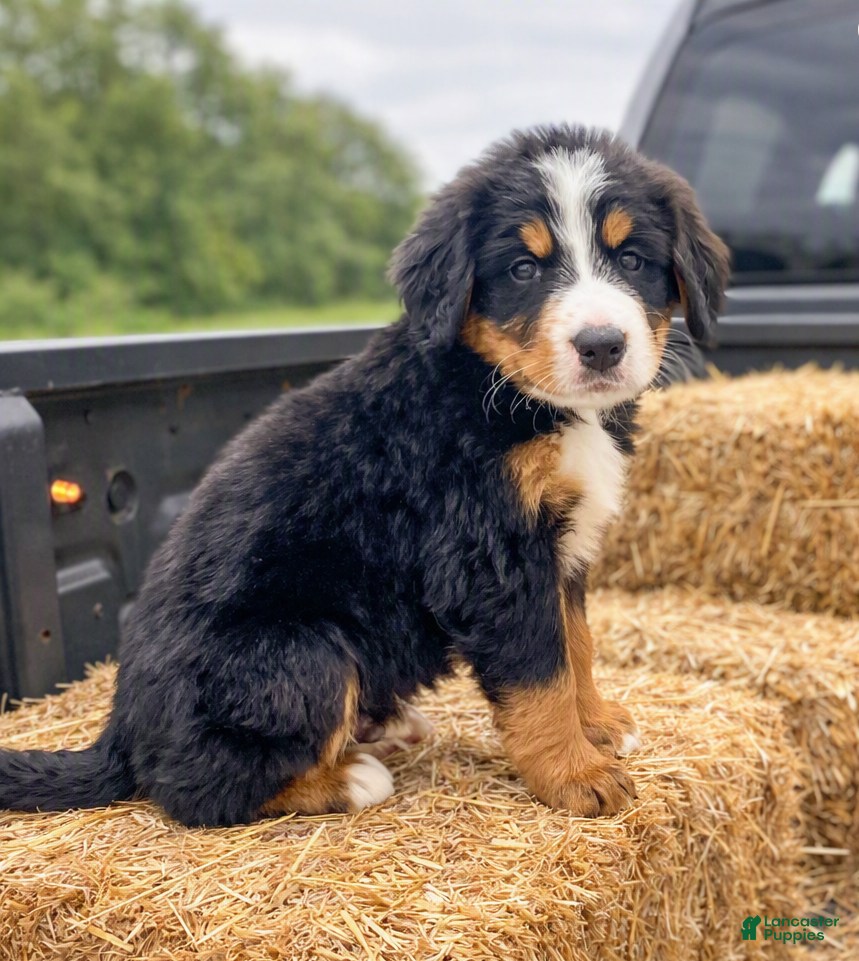 Bernese Mountain Dog dogs Jagger - Ad 2