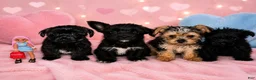 Morkie dogs for sale: Meilo - Ad 3