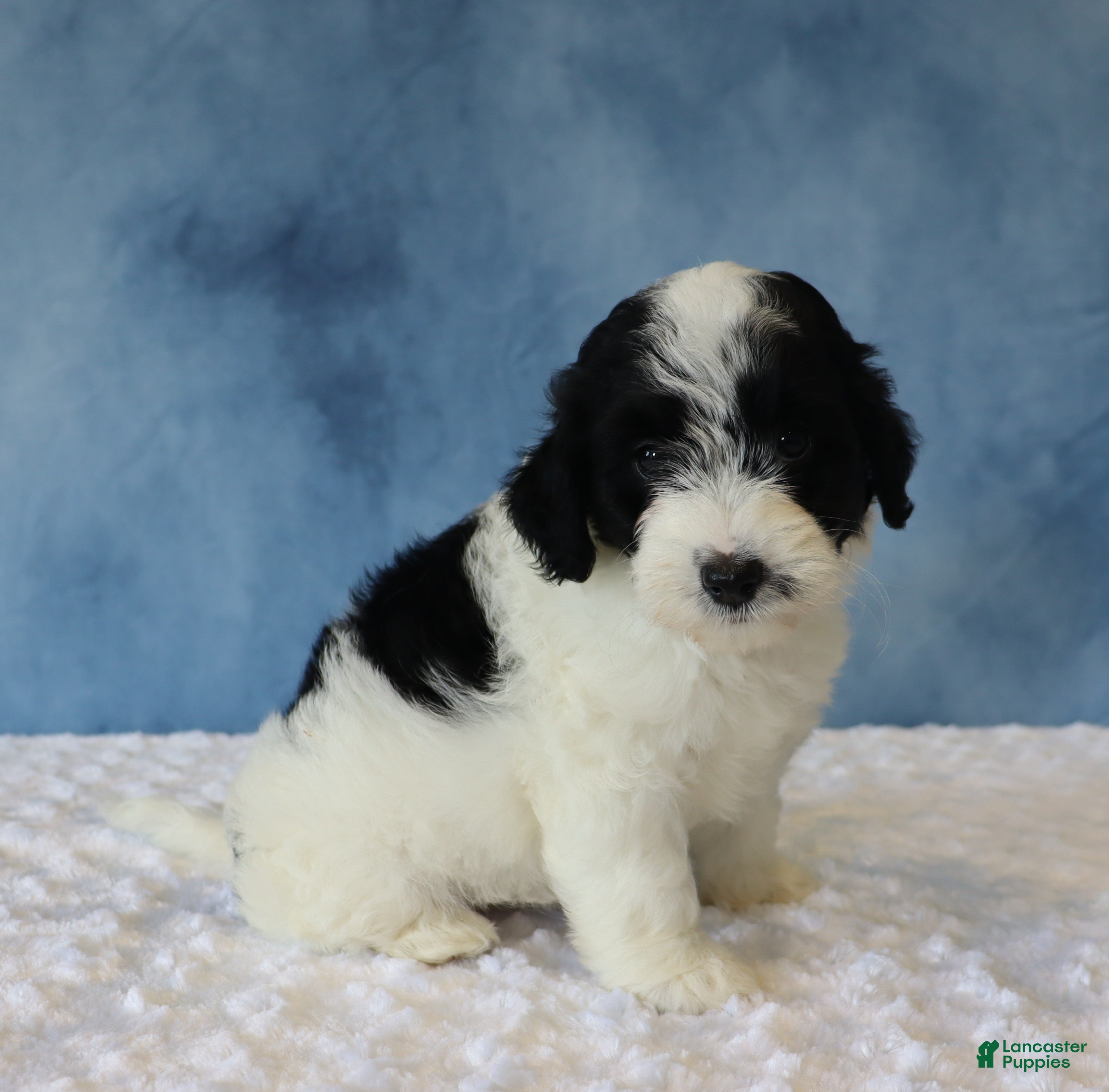 Mixed Breed dogs Shadow - Ad 1