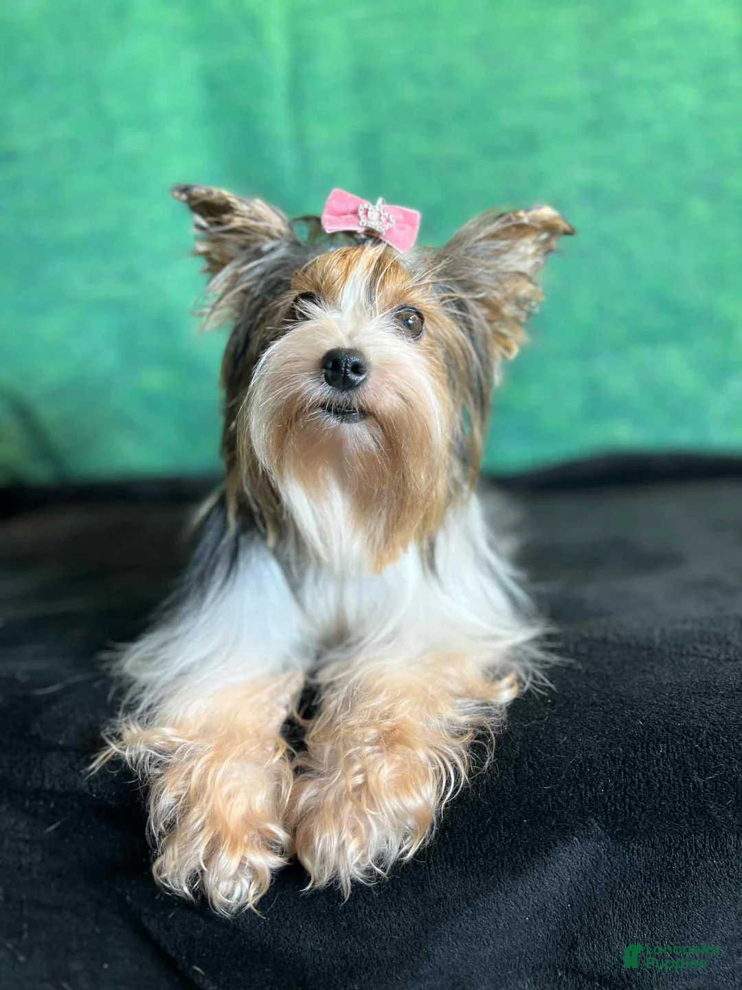 Yorkshire Terrier dogs for sale: Jasper Male Yorkie  - Ad 3