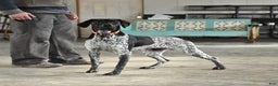German Shorthaired Pointer dogs for sale: Harmony - Ad 6