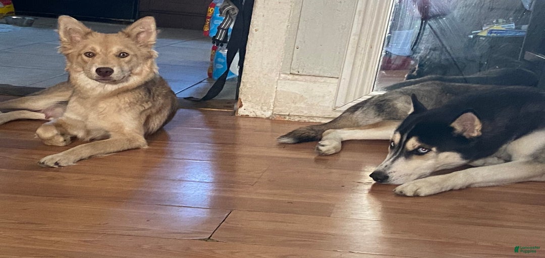 Gallery Image {{count}}