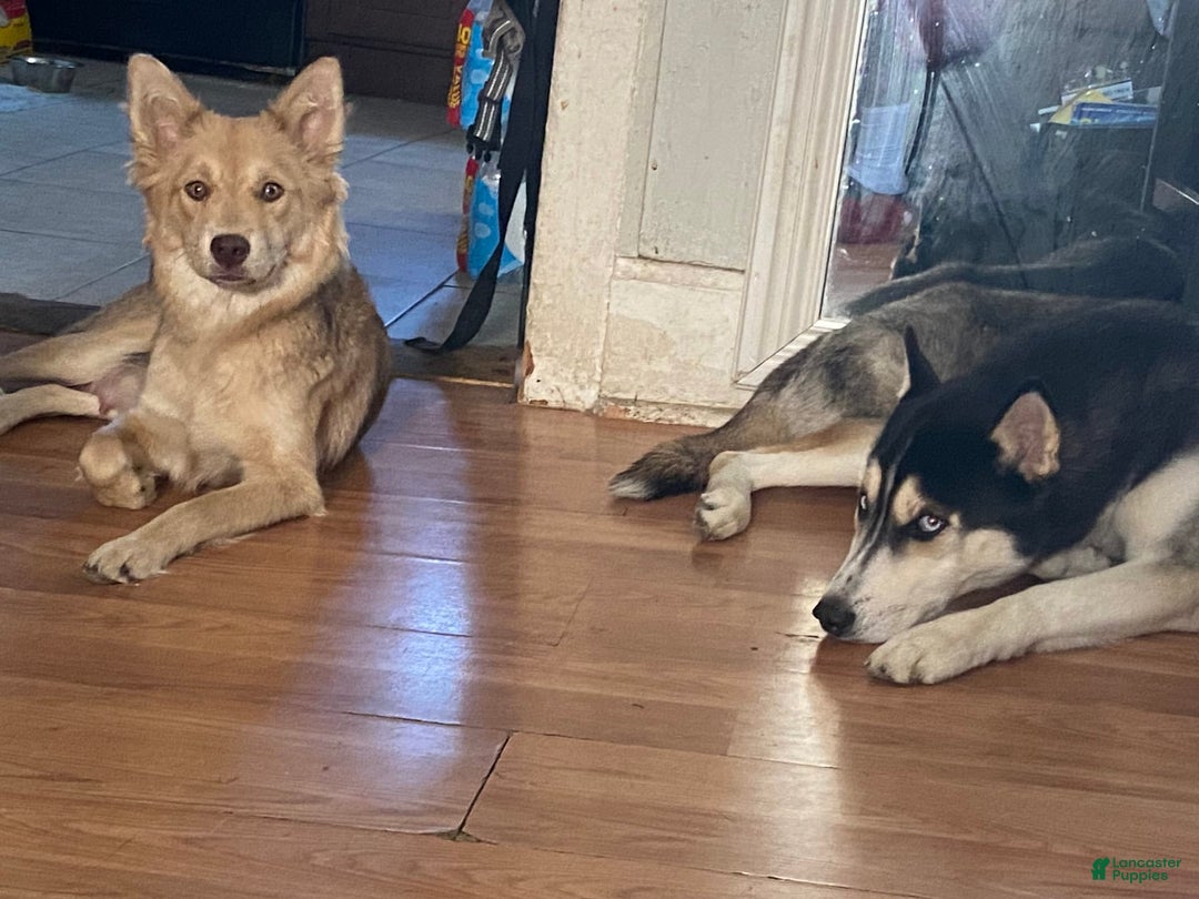 Gallery Image {{count}}