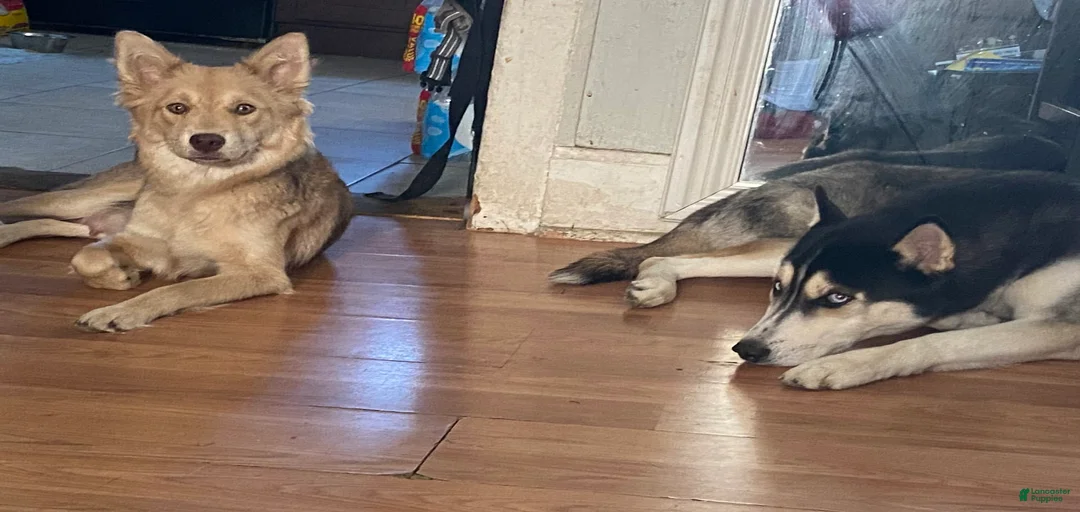 Gallery Image {{count}}