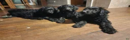 Labradoodle dogs for sale: Labradoodle dark purple collar - Ad 3