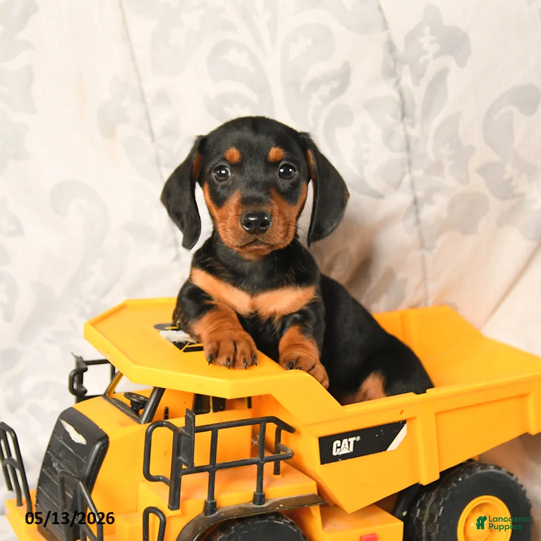 Miniature Dachshund dogs for sale: Lewis - Ad 1