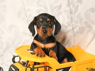 Miniature Dachshund dogs for sale: Lewis - Ad 1