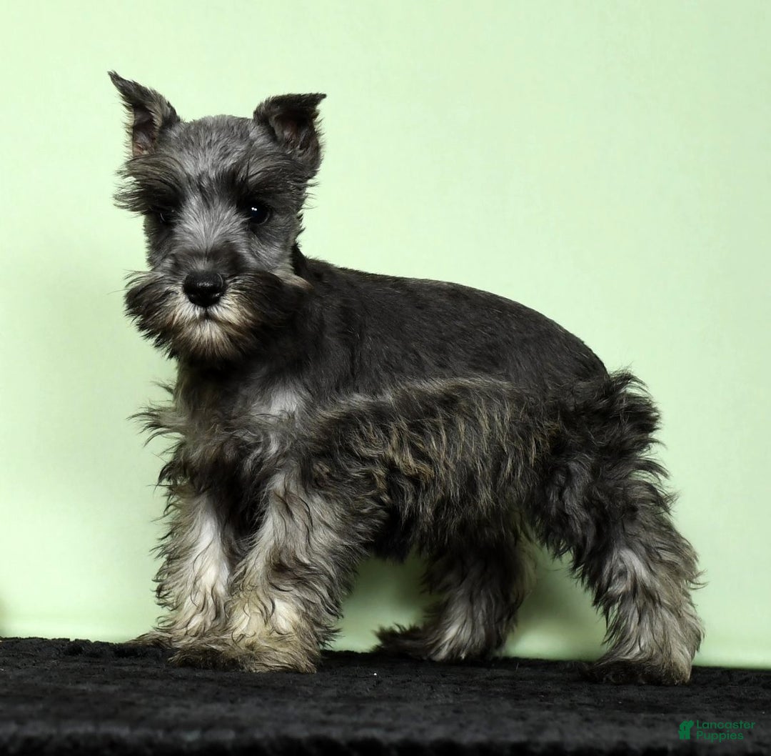Miniature Schnauzer Puppies for sale in Ohio Lancaster Puppies