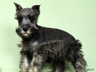 Miniature Schnauzer dogs - Ad 2