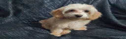 Maltipoo dogs for sale: Opalescent- in home raised, non-shedding - Ad 3