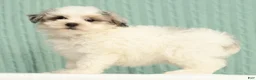 Pomapoo dogs for sale: Paisley - Ad 4