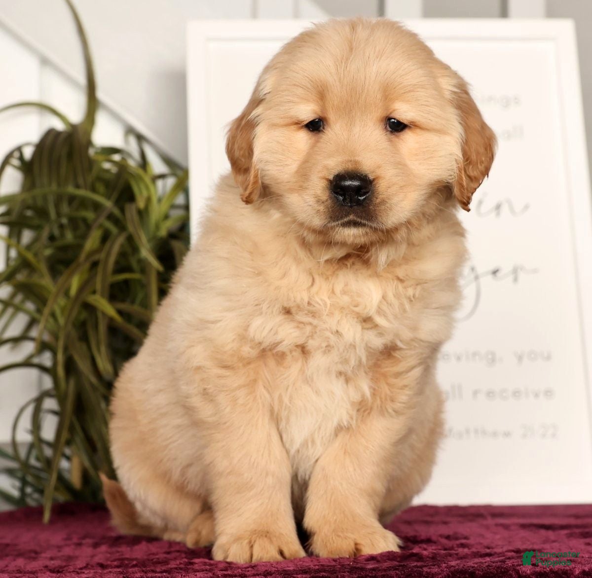 Golden Retriever dogs Ranger - Ad 12