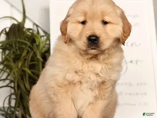 Golden Retriever dogs Ranger - Ad 12