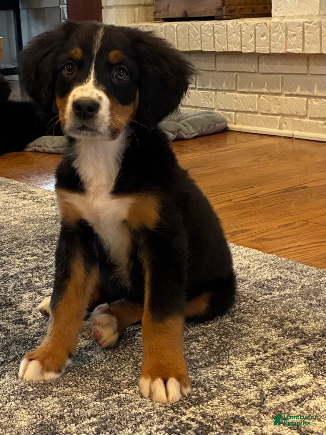 Bernese Mountain Dog dogs for sale: Bernese Mountain Dog Puppy 1 - Ad 1