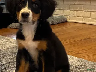 Bernese Mountain Dog dogs for sale: Bernese Mountain Dog Puppy 1 - Ad 1