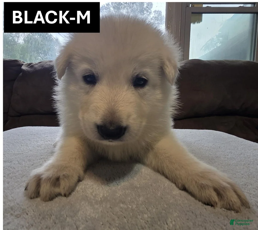 German Shepherd dogs for sale: Black - Ad 1